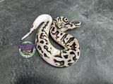 VPI Axanthic Clown Piebald - Female