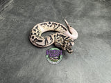 VPI Axanthic Clown Piebald - Female