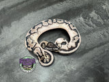 VPI Axanthic Piebald 66% het Clown - Male