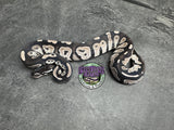 VPI Axanthic Black Head 66% het Piebald 50% het Lavender Albino - Male