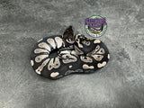 VPI Axanthic Black Head 66% het Piebald 50% het Lavender Albino - Male