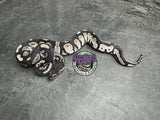 VPI Axanthic Black Head 66% het Piebald 50% het Lavender Albino - Male