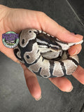 VPI Axanthic 66% het Piebald 50% het Lavender Albino - Female