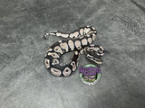 VPI Axanthic Black Head 66% het Piebald 50% het Lavender Albino - Male
