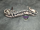 VPI Axanthic Piebald 50% het Lavender Albino - Male