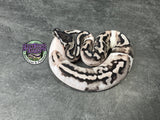 VPI Axanthic Piebald 50% het Lavender Albino - Female