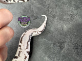 VPI Axanthic 66% het Clown 66% het Piebald - Female