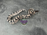 VPI Axanthic 66% het Clown 66% het Piebald - Female