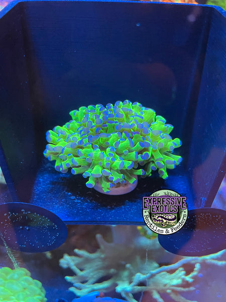Frog Spawn - Bi-Color 3 Heads - Neon Green