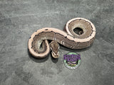VPI Axanthic Pinstripe 100% het Piebald 66% het Desert Ghost - Female
