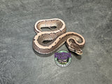 VPI Axanthic Pinstripe 100% het Piebald 66% het Desert Ghost - Female
