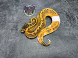 Pinstripe Piebald 66% het Desert Ghost / VPI Axanthic - Female