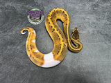 Pinstripe Piebald 66% het Desert Ghost / VPI Axanthic - Female