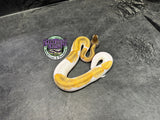 Mojave Piebald 66% het Desert Ghost / VPI Axanthic - Female