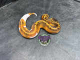 Pinstripe Piebald 66% het Desert Ghost / VPI Axanthic - Male