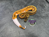 Pinstripe Piebald 66% het Desert Ghost / VPI Axanthic - Male
