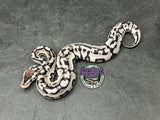 Pastel VPI Axanthic Puzzle - Male