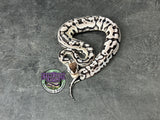 Pastel VPI Axanthic Puzzle - Male