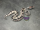 Pastel VPI Axanthic 100% het Puzzle - Female