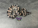 VPI Axanthic 100% het Piebald 66% het Desert Ghost - Female