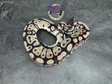VPI Axanthic 100% dbl het Clown / Piebald - Female