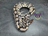 VPI Axanthic 100% dbl het Clown / Piebald - Female