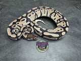 VPI Axanthic 100% dbl het Clown / Piebald - Female