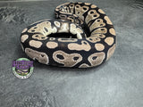 VPI Axanthic 100% dbl het Clown / Piebald - Female