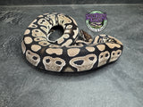 VPI Axanthic 100% dbl het Clown / Piebald - Female