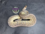 Pastel VPI Axanthic Shrapnel Pinstripe 100% het Clown - Female