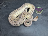 Pastel VPI Axanthic Shrapnel Pinstripe 100% het Clown - Female