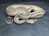 Pastel VPI Axanthic Shrapnel Pinstripe 100% het Clown - Female
