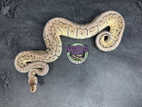 Pastel VPI Axanthic Shrapnel Pinstripe 100% het Clown - Female