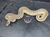 Pastel VPI Axanthic Shrapnel Pinstripe 100% het Clown - Female