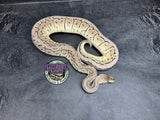 Pastel VPI Axanthic Shrapnel Pinstripe 100% het Clown - Female
