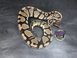 100% dbl het VPI Axanthic / Desert Ghost 50% het Piebald - Female