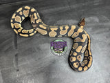 100% dbl het VPI Axanthic / Desert Ghost 50% het Piebald - Female