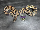 100% dbl het VPI Axanthic / Desert Ghost 50% het Piebald - Female