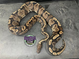 Proven Breeder - GHI het VPI Axanthic - Female