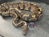 Proven Breeder - GHI het VPI Axanthic - Female