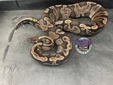 Proven Breeder - GHI het VPI Axanthic - Female