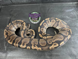 Proven Breeder - GHI het VPI Axanthic - Female