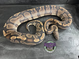 Proven Breeder - GHI het VPI Axanthic - Female