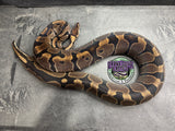 100% dbl het VPI Axanthic / Piebald - Female - Proven Breeder