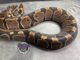 100% dbl het VPI Axanthic / Piebald - Female - Proven Breeder