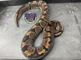 100% dbl het VPI Axanthic / Piebald - Female - Proven Breeder