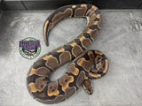 100% dbl het VPI Axanthic / Piebald - Female - Proven Breeder