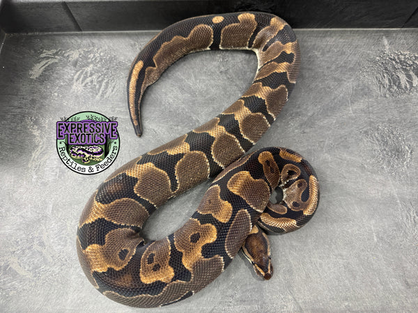 100% dbl het VPI Axanthic / Piebald - Female - Proven Breeder