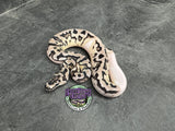 VPI Axanthic Clown Piebald - Female