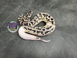 VPI Axanthic Clown Piebald - Female